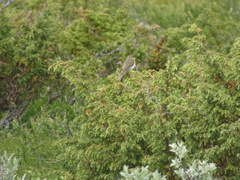 Phylloscopus trochilus