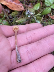 Galerina semilanceata