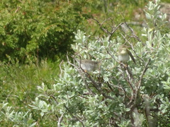 Phylloscopus trochilus