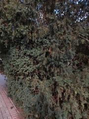 Taxus baccata