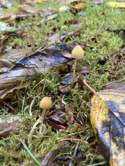 Galerina semilanceata