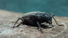 Enaphalodes hispicornis