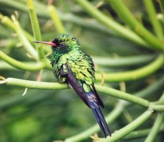 Cynanthus forficatus