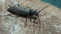 Enaphalodes hispicornis
