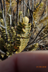 Veronica pinguifolia