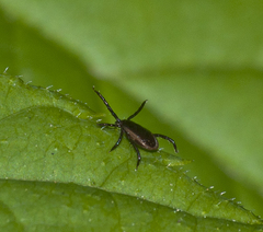 Ixodes ricinus