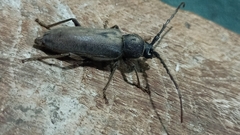 Enaphalodes hispicornis