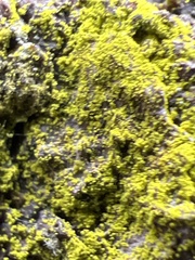 Chrysothrix xanthina