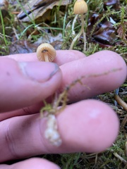 Galerina semilanceata