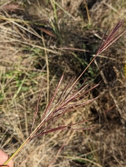 Bothriochloa bladhii