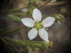 Sabulina verna
