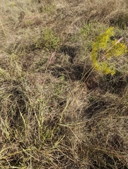 Bothriochloa bladhii