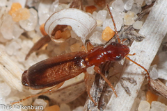 Paradromius