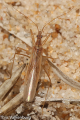 Nabis capsiformis