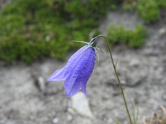 Campanula scheuchzeri