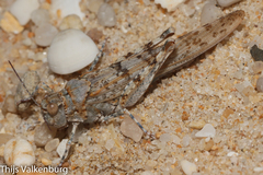 Sphingonotus imitans
