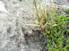 Campanula scheuchzeri