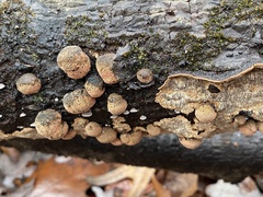 Dentocorticium portoricense