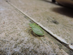 Chlorocoris