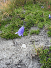 Campanula scheuchzeri