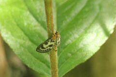 Anania hortulata