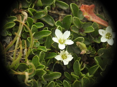 Sabulina verna