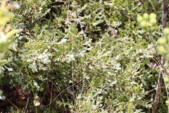 Morella quercifolia
