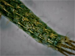 Ctenolepisma ciliatum