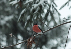 Pyrrhula pyrrhula