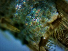 Ctenolepisma ciliatum