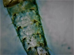 Ctenolepisma ciliatum