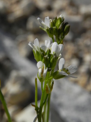 Arabis