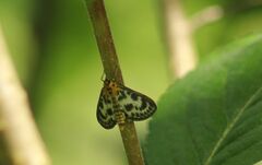 Anania hortulata