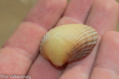 Cerastoderma edule
