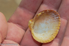 Cerastoderma edule