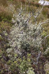 Tarchonanthus littoralis