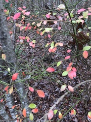 Vaccinium elliottii
