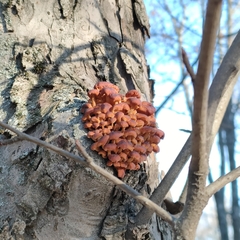 Flammulina velutipes