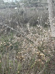 Retama monosperma