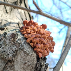 Flammulina velutipes