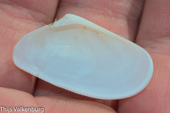 Tellinoidea
