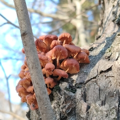 Flammulina velutipes