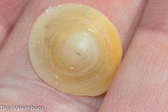 Calyptraea chinensis