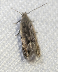 Battaristis concinnusella