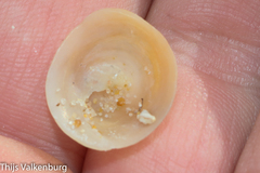 Calyptraea chinensis