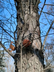 Flammulina velutipes
