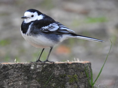 Motacilla alba