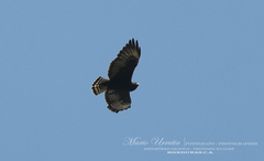 Buteo brachyurus