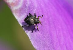 Mononychus punctumalbum