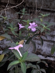 Barleria cristata